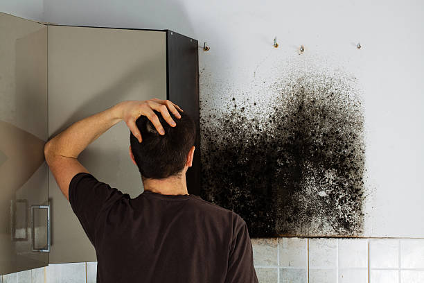 Best DIY Mold Remediation Support Services in Lebanon, NH