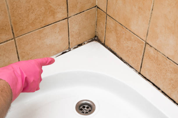 Professional Mold Remediation in Lebanon, NH